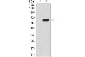 Western blot analysis using HOXA9 mAb against HEK293 (1) and HOXA9 (AA: 1-272)-hIgGFc transfected HEK293 (2) cell lysate. (HOXA9 抗体  (AA 1-272))