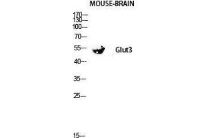 Western Blot (WB) analysis of Mouse Kidney lysis using Glut3 antibody. (SLC2A3 抗体  (C-Term))