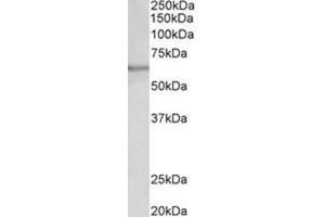 AP31773PU-N SLC47A2 antibody staining of Human testis lysate at 0. (SLC47A2 抗体  (Internal Region))