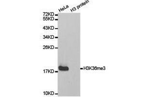 Western Blotting (WB) image for anti-Histone 3 (H3) (H3K36me3) antibody (ABIN1873005) (Histone 3 抗体  (H3K36me3))