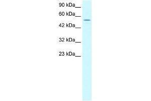 WB Suggested Anti-LHX6 Antibody Titration:  1. (LHX6 抗体  (C-Term))