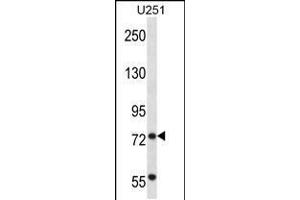 Western blot analysis in U251 cell line lysates (35ug/lane). (TRIM2 抗体  (C-Term))