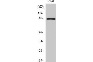 Western Blot analysis of COS-7 cells with Phospho-Stat1 (Tyr701) Polyclonal Antibody at dilution of 1:1000 (STAT1 抗体  (pTyr701))