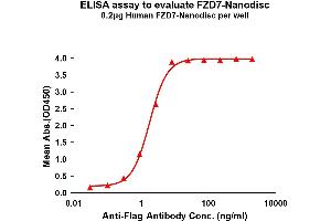 Elisa plates were pre-coated with Flag Tag -Nanodisc (0. (FZD7 蛋白)