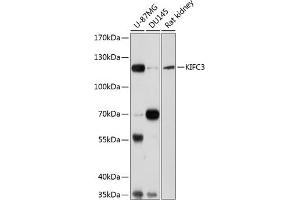 Western blot analysis of extracts of various cell lines, using KIFC3 antibody  at 1:1000 dilution. (KIFC3 抗体  (AA 140-390))