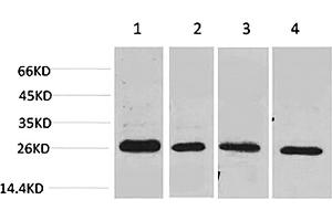 Western blot analysis of 1) MCF7, 2) Mouse Heart tissue, 3) Rat Heart tissue, 4) rat brain tissue using SLUG Polyclonal Antibody. (SLUG 抗体)