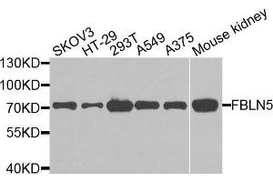 Western blot analysis of extracts of various cells, using FBLN5 antibody. (Fibulin 5 抗体)