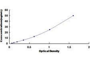 ELISA image for Chymotrypsin C (Caldecrin) (CTRC) ELISA Kit (ABIN424318) (Elastase 4 ELISA 试剂盒)