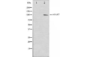 Western blot analysis on HuvEc cell lysate using mGluR7 Antibody,The lane on the left is treated with the antigen-specific peptide. (GRM7 抗体  (C-Term))