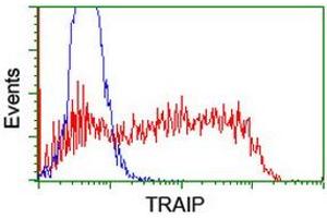 Image no. 2 for anti-TRAF Interacting Protein (TRAIP) (AA 67-313) antibody (ABIN1491632) (TRAIP 抗体  (AA 67-313))