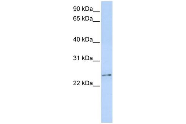 RCAN3 抗体  (Middle Region)