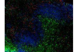 Immunofluorescence (IF) image for anti-Integrin alpha M (ITGAM) antibody (Alexa Fluor 594) (ABIN2656815) (CD11b 抗体  (Alexa Fluor 594))