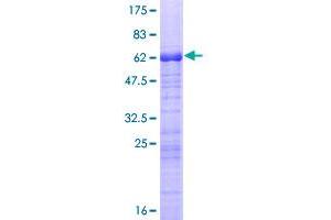 ARPC1B Protein (AA 1-372) (GST tag)