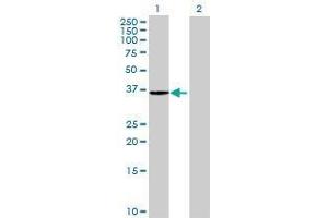 Lane 1: RWDD1 transfected lysate ( 26. (RWDD1 293T Cell Transient Overexpression Lysate(Denatured))