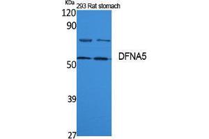 Western Blotting (WB) image for anti-Deafness, Autosomal Dominant 5 (DFNA5) (Internal Region) antibody (ABIN3187614) (DFNA5 抗体  (Internal Region))