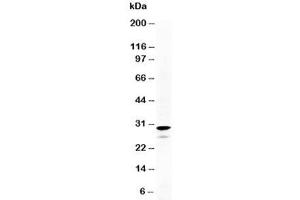 Western blot testing of Calretinin antibody and HeLa cell lysate. (Calretinin 抗体  (N-Term))