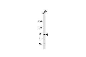 Anti-P Antibody (C-term ) at 1:1000 dilution + T47D whole cell lysate Lysates/proteins at 20 μg per lane. (APP 抗体  (C-Term))