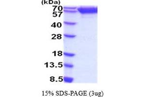 TRKB Protein (AA 32-430) (His tag)