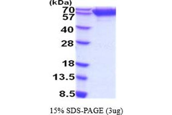 TRKB Protein (AA 32-430) (His tag)