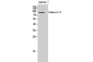 Western Blotting (WB) image for anti-Cadherin 8 (CDH8) (Internal Region) antibody (ABIN3174134) (Cadherin 8 抗体  (Internal Region))