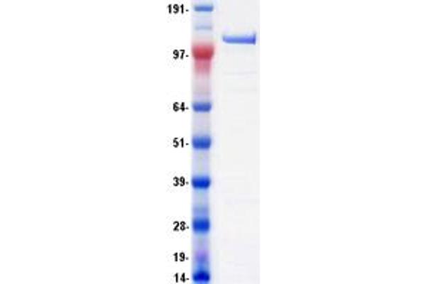 DHX8 Protein (Myc-DYKDDDDK Tag)