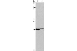 Western Blotting (WB) image for anti-Cyclin-Dependent Kinase 1 (CDK1) antibody (ABIN2431150) (CDK1 抗体)