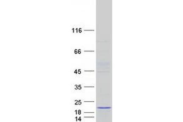 PRR15L Protein (Myc-DYKDDDDK Tag)