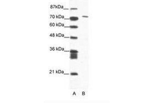 MAMLD1 抗体  (AA 180-229)
