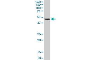 CXCR4 monoclonal antibody (M03), clone 2A9. (CXCR4 抗体  (AA 1-46))