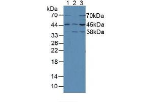 Western blot analysis of (1) Mouse Brain Tissue, (2) Mouse Kidney Tissue and (3) Rat Brain Tissue. (MEK2 抗体  (AA 44-313))