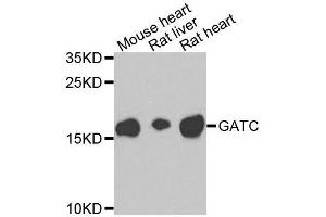 Western blot analysis of extracts of various cell lines, using GATC antibody (ABIN5995709) at 1/1000 dilution. (GATC 抗体)