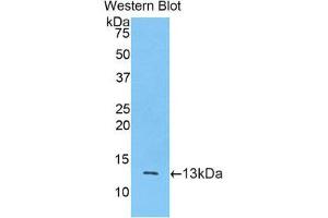 Western Blotting (WB) image for anti-Mucin 2, Oligomeric Mucus/gel-Forming (MUC2) (AA 5075-5179) antibody (Biotin) (ABIN1173448) (MUC2 抗体  (AA 5075-5179) (Biotin))