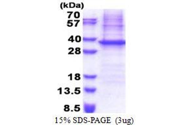 NIPSNAP1 Protein (AA 1-284) (His tag)