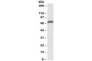 Western blot testing of Jurkat lysate with AIFM1 antibody at 0. (AIF 抗体)