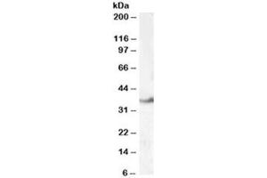 Western blot testing of human kidney lysate with LASP1 antibody at 0. (LASP1 抗体)