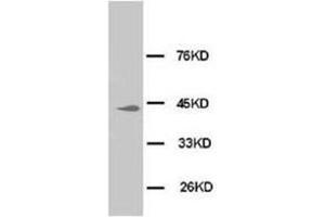 Western blot analysis of Hela cell lysis using MAPK1-3 antibody (ERK1/2 抗体  (N-Term))