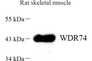 Western blot analysis of WDR74 (ABIN7076220) at dilution of 1: 1000 (WDR74 抗体)