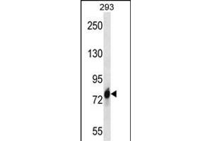 CDH16 Antibody (C-term) (ABIN657668 and ABIN2846661) western blot analysis in 293 cell line lysates (35 μg/lane). (Cadherin-16 抗体  (C-Term))