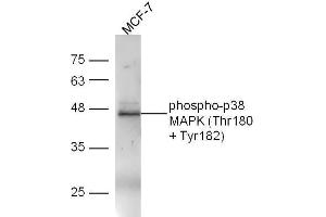 Western Blotting (WB) image for anti-Mitogen-Activated Protein Kinase 14 (MAPK14) (pThr180), (pTyr182) antibody (ABIN678668)