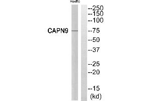 Western blot analysis of extracts from HuvEc cells, using CAPN9 antibody. (Calpain 9 抗体)