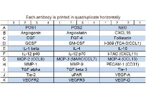 Image no. 1 for Human Angiogenesis Array Q3 (ABIN625706) (人 Angiogenesis Array Q3)
