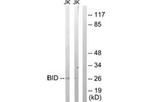 Western Blotting (WB) image for anti-BH3 Interacting Domain Death Agonist (BID) (AA 44-93) antibody (ABIN2888649) (BID 抗体  (AA 44-93))