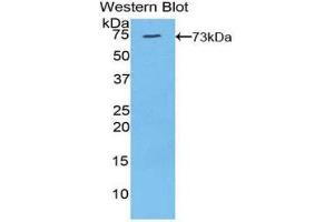 Western Blotting (WB) image for anti-Klotho (KL) (AA 517-956) antibody (ABIN1859562) (Klotho 抗体  (AA 517-956))