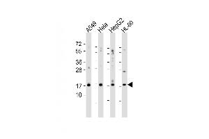 Western blot analysis of anti-SUMO2/3 N-term polyclonal antibody (ABIN388030 and ABIN2845501) in 293 cell lysate. (SUMO2/3 抗体)