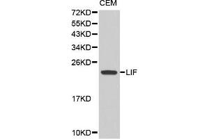 Western blot analysis of extracts of CEM cell line, using LIF antibody. (LIF 抗体  (AA 23-202))