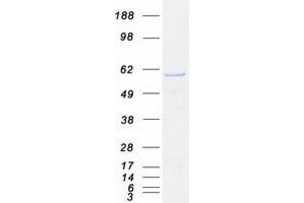 ARCN1 Protein (Transcript Variant 1) (Myc-DYKDDDDK Tag)