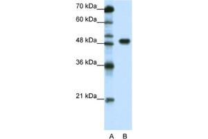 Western Blotting (WB) image for anti-Transcription Factor AP-2 alpha (Activating Enhancer Binding Protein 2 Alpha) (TFAP2A) antibody (ABIN2463839) (TFAP2A 抗体)