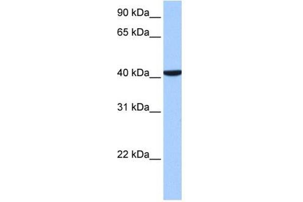 CC2D1B 抗体  (C-Term)