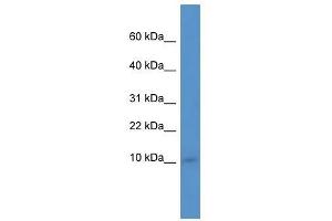 Ier3ip1 antibody used at 0. (IER3IP1 抗体  (N-Term))