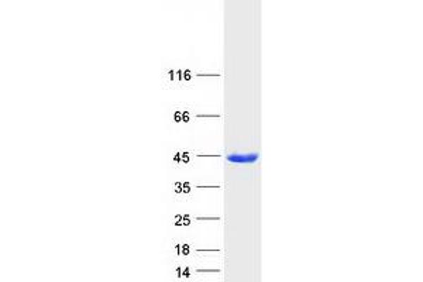 ASNA1 Protein (Myc-DYKDDDDK Tag)